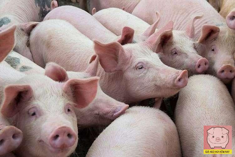 Giá heo hơi hôm nay, giá heo hơi 31/10, giá heo hơi miền Bắc, miền Trung, miền Nam, dịch tả heo châu Phi, dự báo giá heo hơi