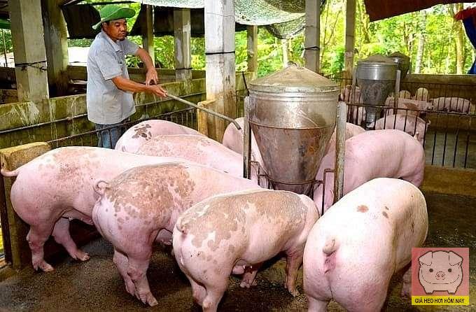 Giá heo hơi hôm nay, giá heo hơi 31/10, giá heo hơi miền Bắc, miền Trung, miền Nam, dịch tả heo châu Phi, dự báo giá heo hơi