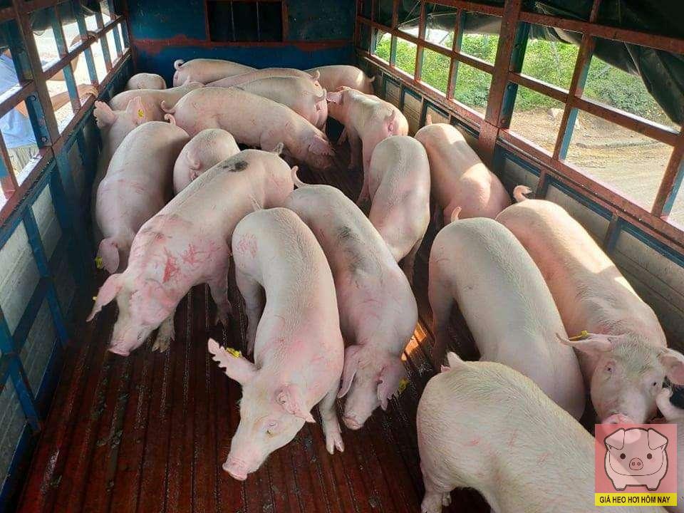 giá heo hơi hôm nay, giá heo hơi 25/10/2025, giá heo miền Bắc, giá heo miền Trung, giá heo miền Nam