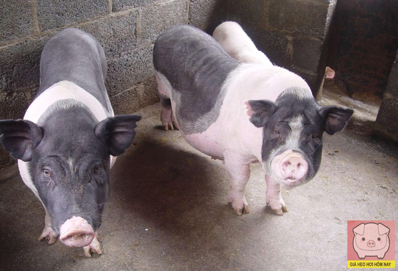 giá heo hơi hôm nay, giá heo hơi 25/10/2025, giá heo miền Bắc, giá heo miền Trung, giá heo miền Nam