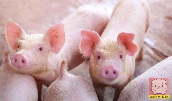 giá heo hơi, dự báo giá heo 26/12/2025, giá lợn hơi cuối năm, chi phí thức ăn chăn nuôi, nguồn cung heo Tết, dịch bệnh heo