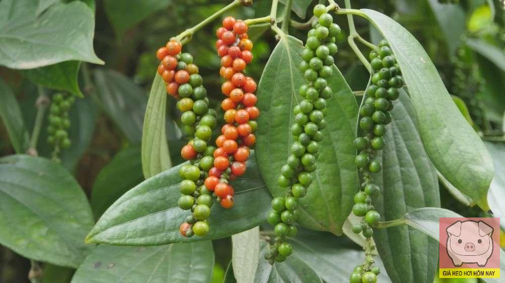 dự báo giá tiêu 26/10/2025, giá tiêu hôm nay, giá tiêu Tây Nguyên, giá tiêu Đông Nam Bộ, giá hồ tiêu thế giới, thị trường hồ tiêu Việt Nam