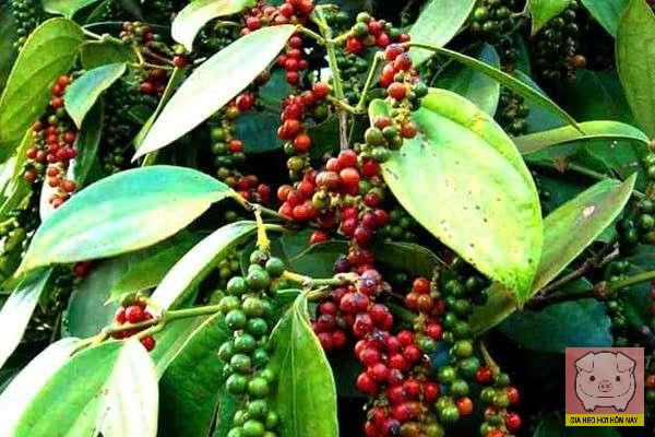 dự báo giá tiêu 26/10/2025, giá tiêu hôm nay, giá tiêu Tây Nguyên, giá tiêu Đông Nam Bộ, giá hồ tiêu thế giới, thị trường hồ tiêu Việt Nam