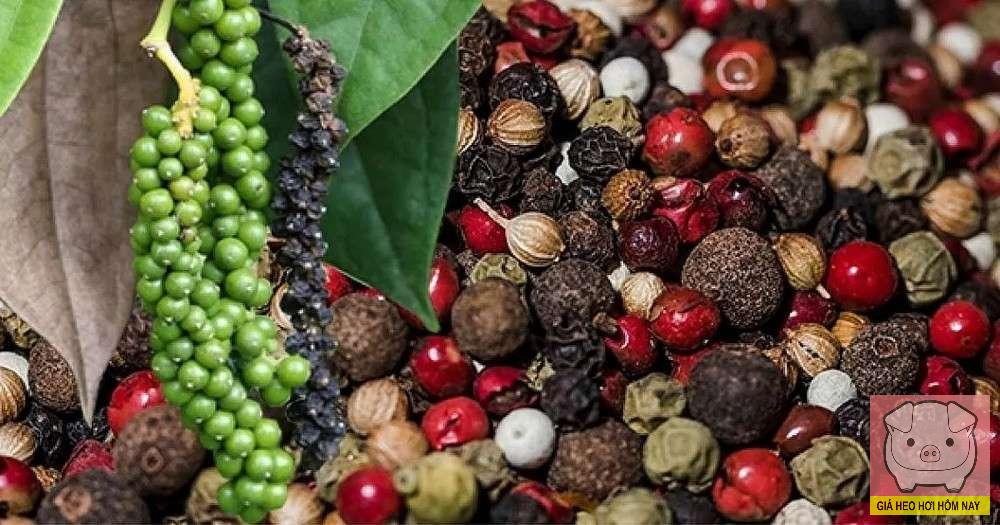 dự báo giá tiêu 26/10/2025, giá tiêu hôm nay, giá tiêu Tây Nguyên, giá tiêu Đông Nam Bộ, giá hồ tiêu thế giới, thị trường hồ tiêu Việt Nam