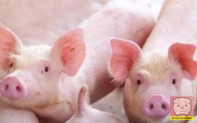 Giá heo hơi 26/10/2025, giá heo hơi hôm nay 26/10/2025, giá heo hơi miền Bắc, giá heo hơi miền Trung, giá heo hơi miền Nam, quản lý giết mổ Hà Nội