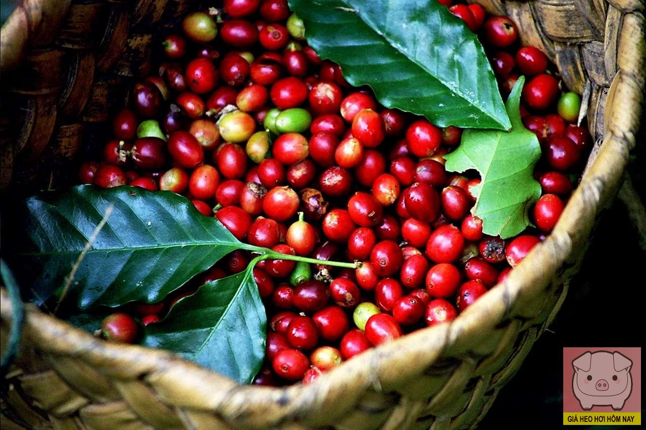 giá cà phê hôm nay, giá cà phê 26/10/2025, giá cà phê Tây Nguyên, giá cà phê Robusta, thị trường cà phê, giá cà phê thế giới