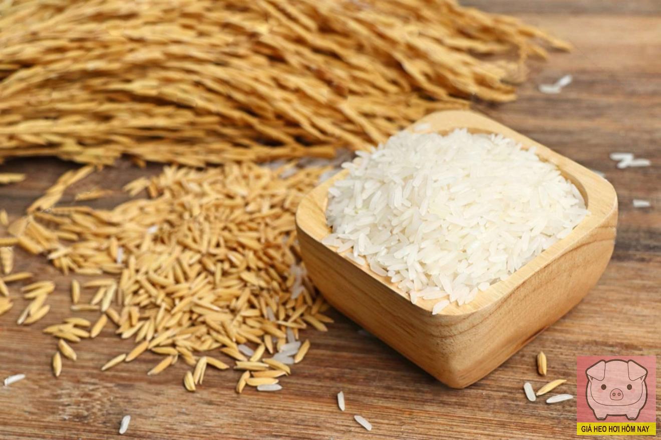 giá lúa gạo hôm nay, giá gạo 27/10, giá lúa Đồng bằng sông Cửu Long, giá gạo xuất khẩu, thị trường gạo Việt Nam