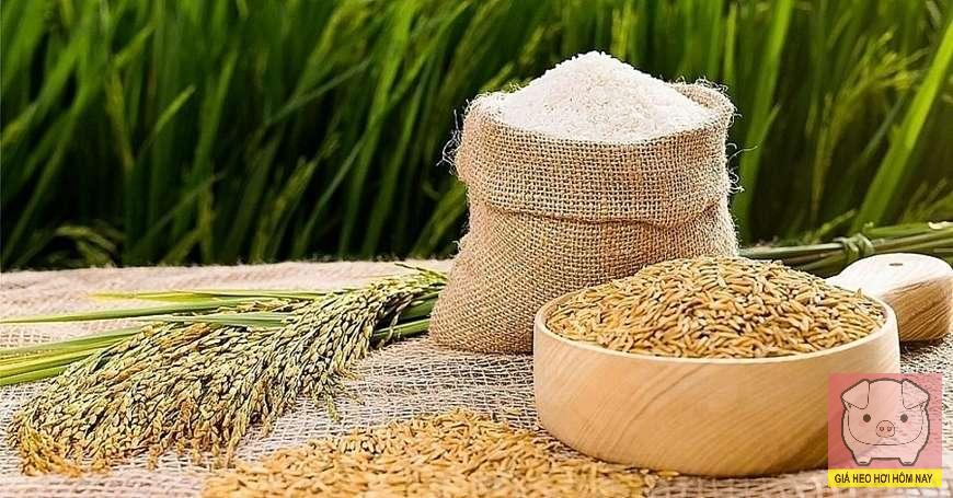 giá lúa gạo hôm nay, giá gạo 27/10, giá lúa Đồng bằng sông Cửu Long, giá gạo xuất khẩu, thị trường gạo Việt Nam