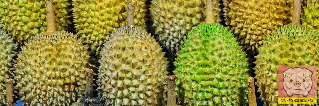 Sầu riêng Đắk Lắk, giá sầu riêng giảm, xét nghiệm sầu riêng, xuất khẩu sầu riêng, nông dân Đắk Lắk