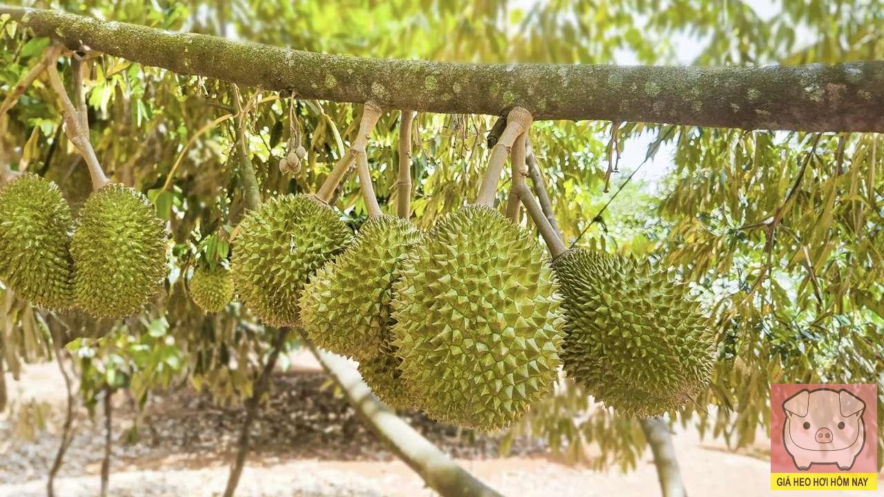 Sầu riêng Đắk Lắk, giá sầu riêng giảm, xét nghiệm sầu riêng, xuất khẩu sầu riêng, nông dân Đắk Lắk
