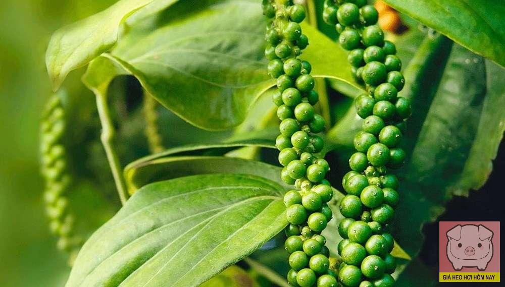 giá tiêu hôm nay, giá tiêu 28/10, dự báo giá tiêu, thị trường hồ tiêu, giá tiêu trong nước