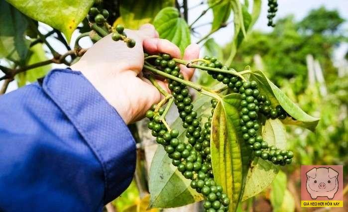 giaheohoihomnay-com-96 giá tiêu hôm nay, giá tiêu 28/10, dự báo giá tiêu, thị trường hồ tiêu, giá tiêu trong nước