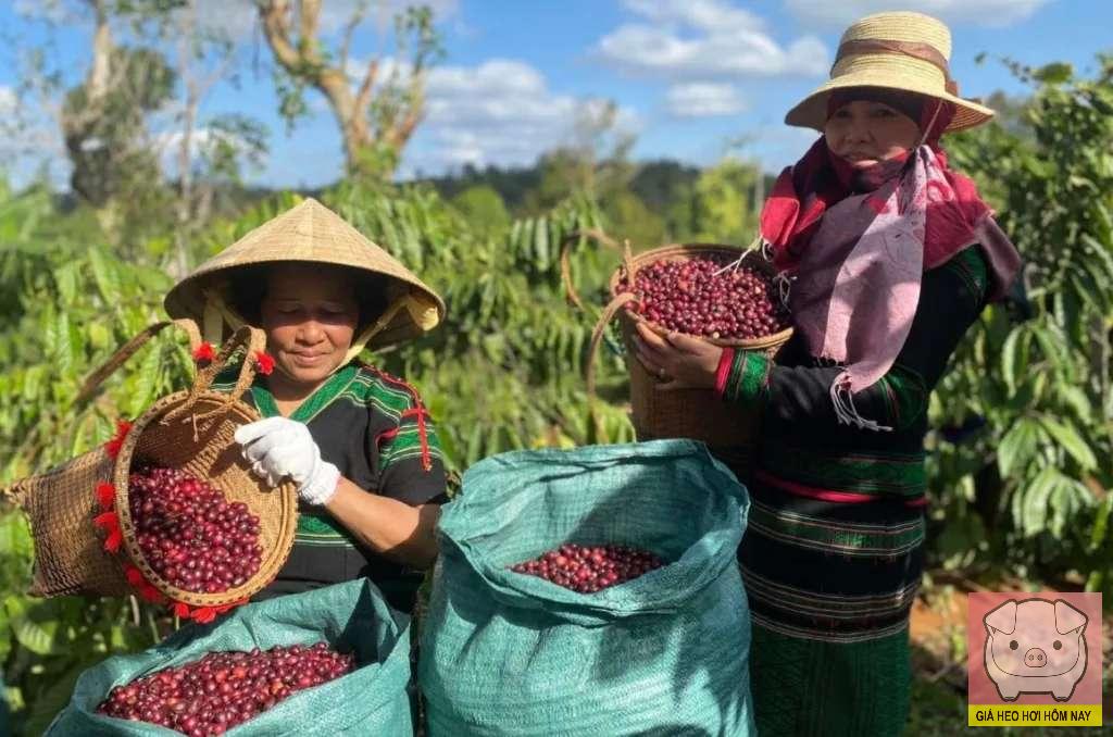 dự báo giá cà phê 28/10, giá cà phê hôm nay, giá cà phê tăng, giá cà phê Tây Nguyên, giá cà phê thế giới, cà phê Robusta, cà phê Arabica