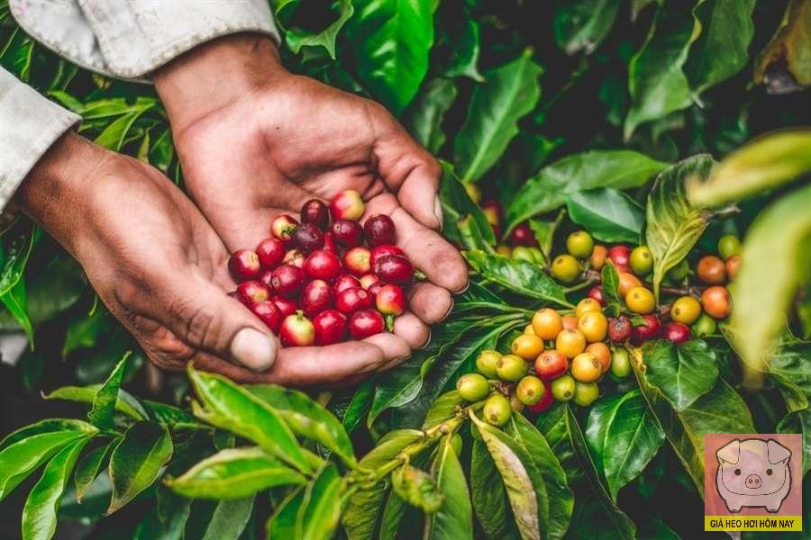 dự báo giá cà phê 28/10, giá cà phê hôm nay, giá cà phê tăng, giá cà phê Tây Nguyên, giá cà phê thế giới, cà phê Robusta, cà phê Arabica