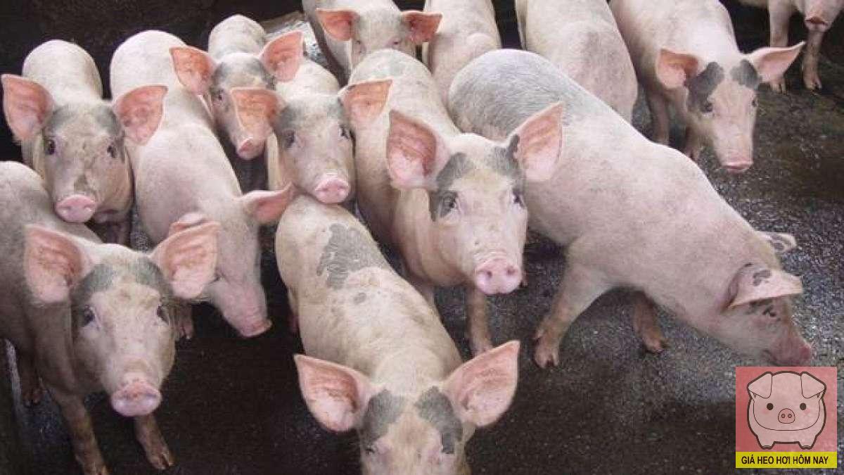 Bảng giá heo hơi 5/11/2025: Gia Lai ghi nhận mức thấp 48.000 đồng/kg