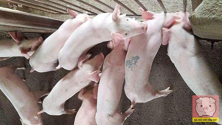 Bảng giá heo hơi 5/11/2025: Gia Lai ghi nhận mức thấp 48.000 đồng/kg