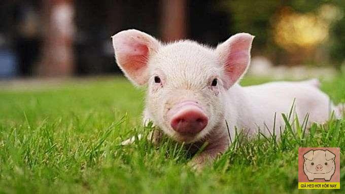 Bảng giá heo hơi 5/11/2025: Gia Lai ghi nhận mức thấp 48.000 đồng/kg