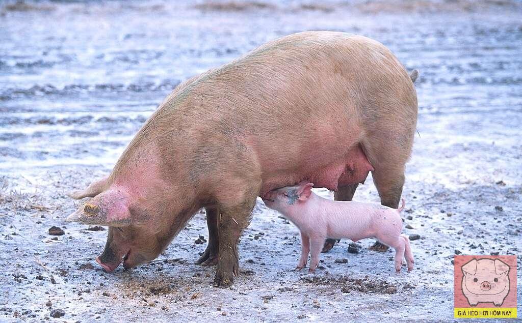 Giá heo hơi 6/11/2025: Miền Tây tăng tốc tái đàn chuẩn bị Tết