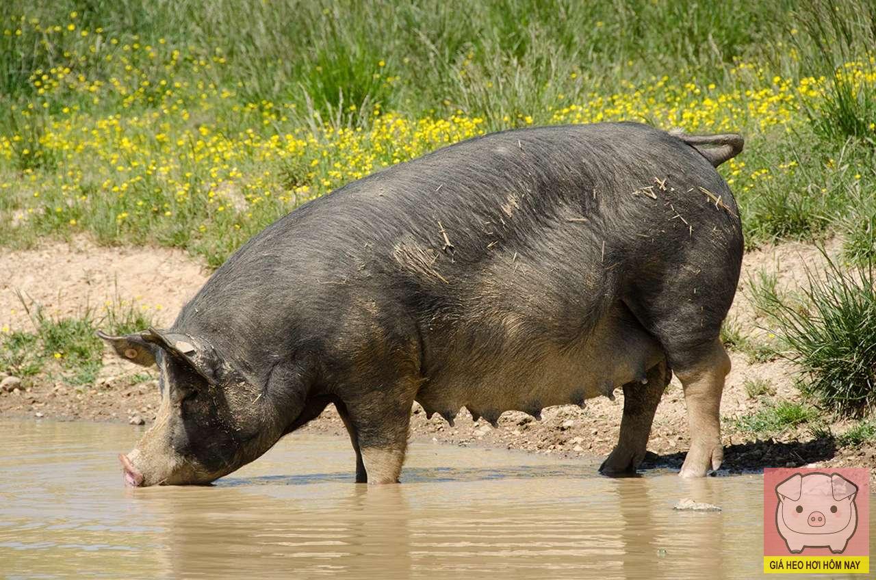 Giá heo hơi 6/11/2025: Miền Tây tăng tốc tái đàn chuẩn bị Tết