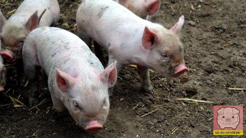 Dự báo giá heo hơi 7/11/2025: Tín hiệu khởi sắc, miền Tây sẵn sàng đón sóng giá cuối năm