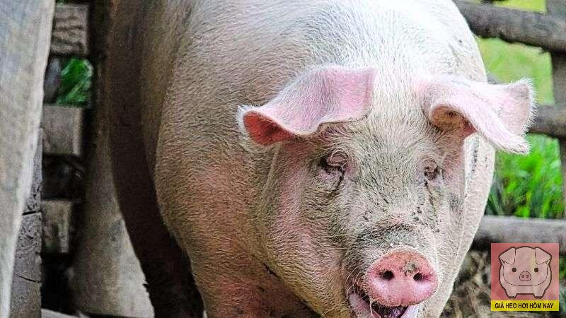 Dự báo giá heo hơi 7/11/2025: Tín hiệu khởi sắc, miền Tây sẵn sàng đón sóng giá cuối năm