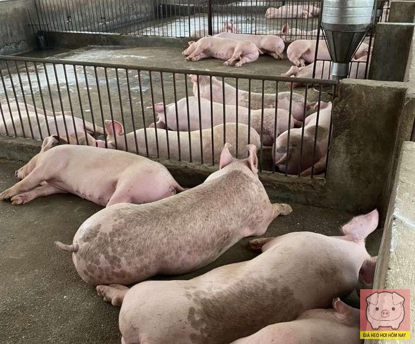 Giá heo hơi hôm nay 2/11/2025: Miền Trung rớt giá mạnh