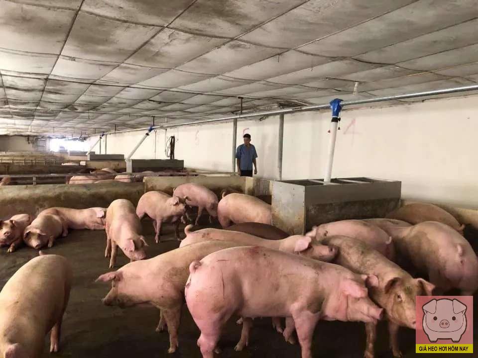 Giá heo hơi hôm nay 7/11/2025: Thấp nhất chỉ còn 48.000 đồng/kg