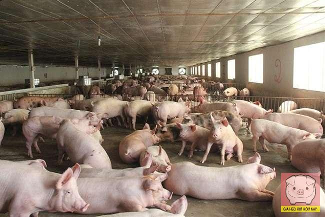 Giá heo hơi hôm nay 7/11/2025: Thấp nhất chỉ còn 48.000 đồng/kg