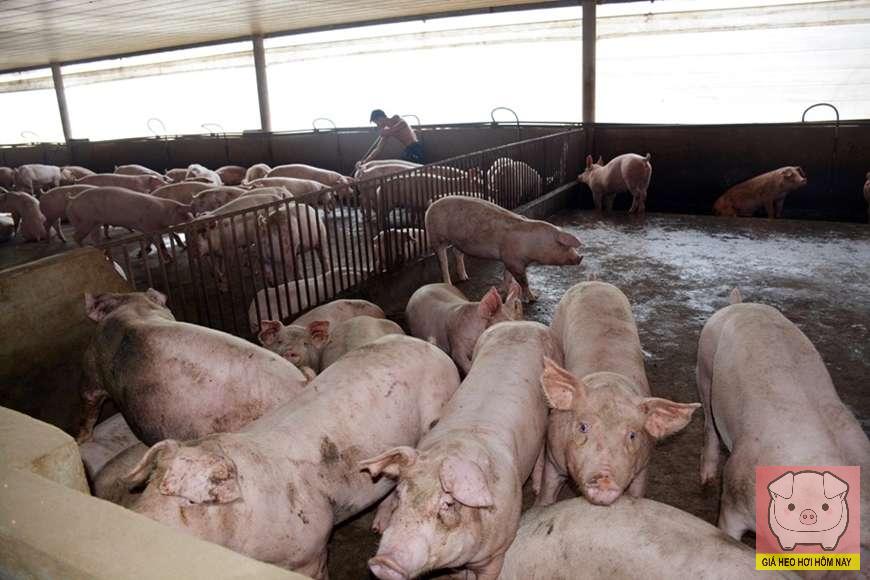 Giá heo hơi hôm nay 7/11/2025: Thấp nhất chỉ còn 48.000 đồng/kg