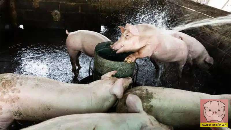 Giá heo hơi hôm nay 8/11/2025: Tiếp tục giảm, thị trường khó phục hồi