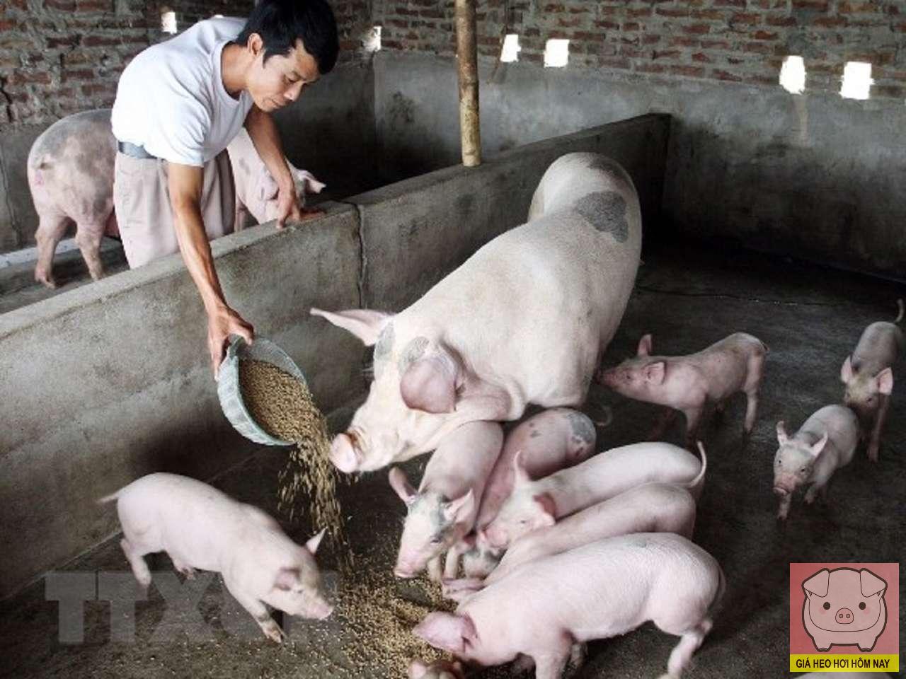 Giá heo hơi hôm nay 8/11/2025: Tiếp tục giảm, thị trường khó phục hồi