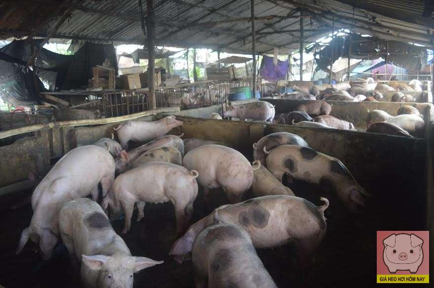 Giá heo hơi hôm nay 8/11/2025: Tiếp tục giảm, thị trường khó phục hồi