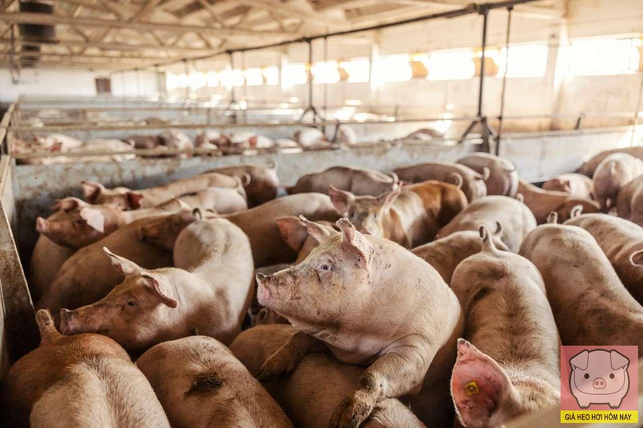Giá heo hơi hôm nay 9/11/2025: Thị trường vẫn u ám
