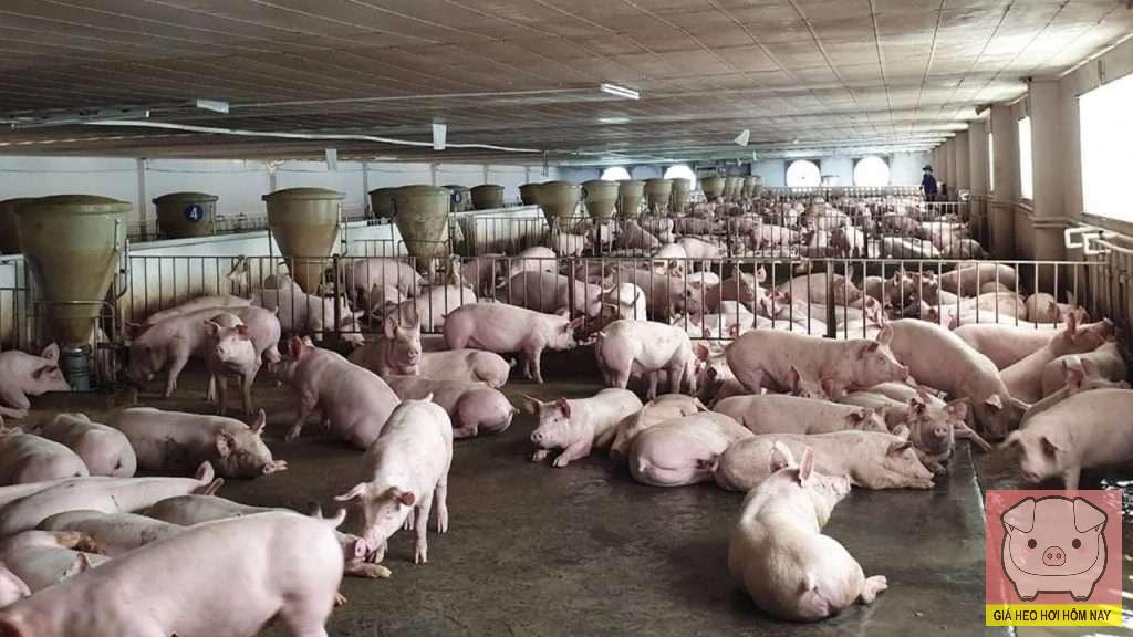 Giá heo hơi hôm nay 2/11/2025: Miền Trung rớt giá mạnh
