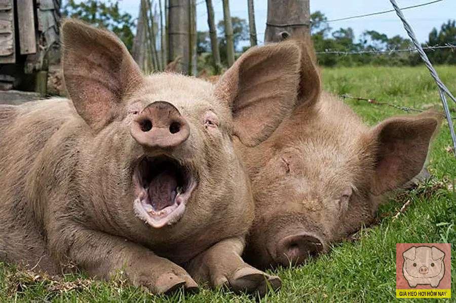 Giá heo hơi hôm nay 9/11/2025: Thị trường vẫn u ám