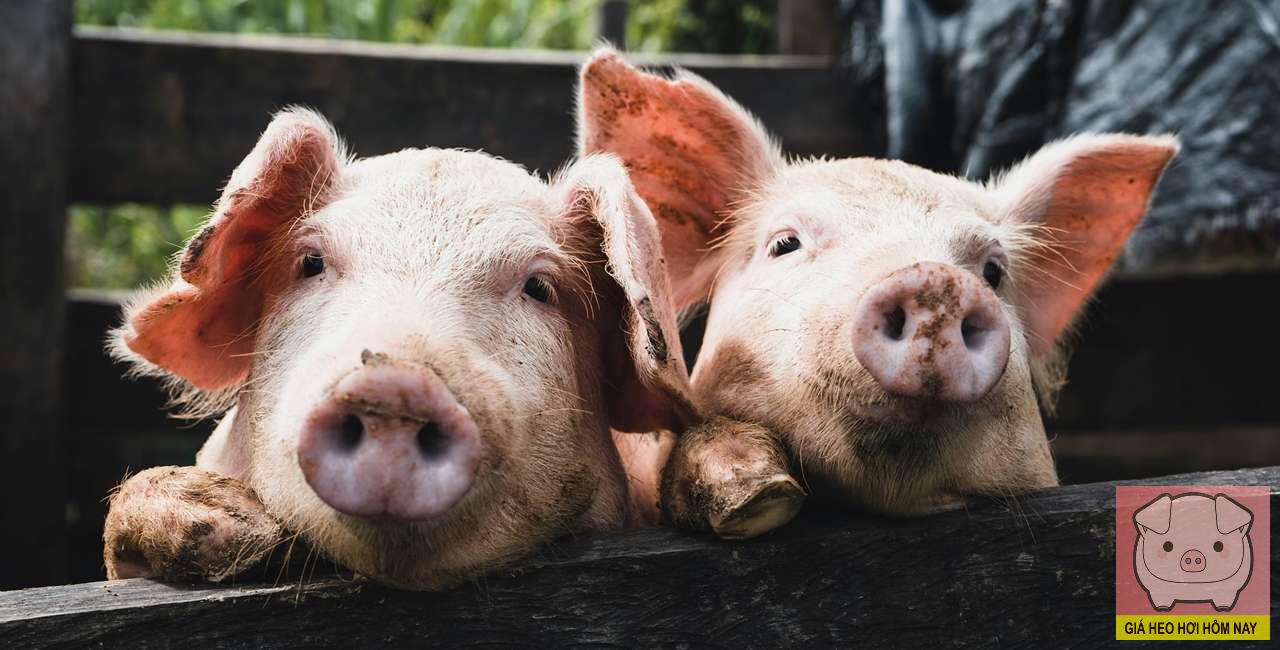 Giá heo hơi hôm nay 9/11/2025: Thị trường vẫn u ám