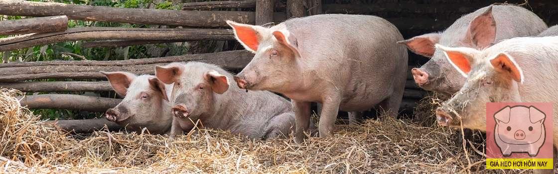 Giá heo hơi hôm nay 9/11/2025: Thị trường vẫn u ám