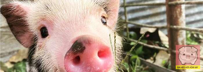 Giá heo hơi hôm nay 9/11/2025: Thị trường vẫn u ám