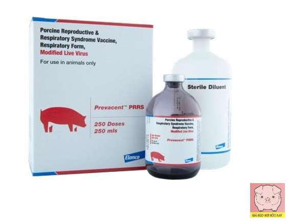 Vaccine Prevacent PRRS: Bảo vệ đàn heo trước dịch tai xanh