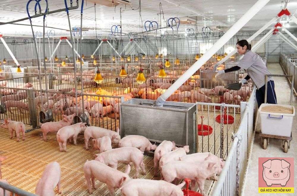 Giá heo hơi hôm nay 2/11/2025: Miền Trung rớt giá mạnh