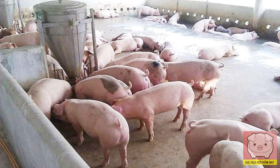 Giá heo hơi hôm nay 11/11/2025: Miền Trung chạm đáy 47.000 đồng/kg