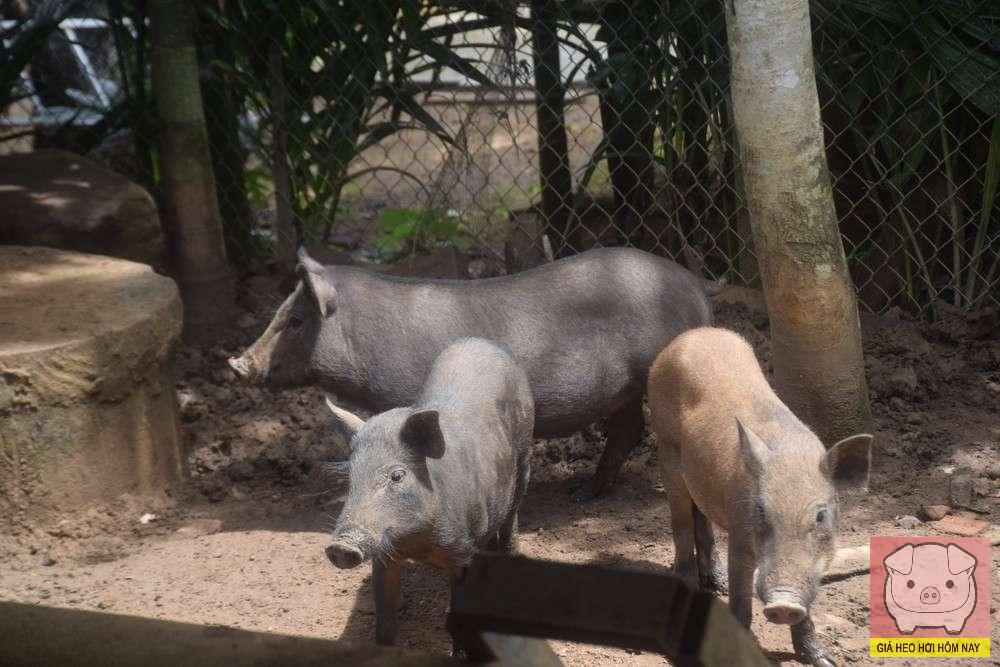 Giá heo hơi hôm nay 12/11/2025: Miền Bắc tiếp tục giảm nhẹ