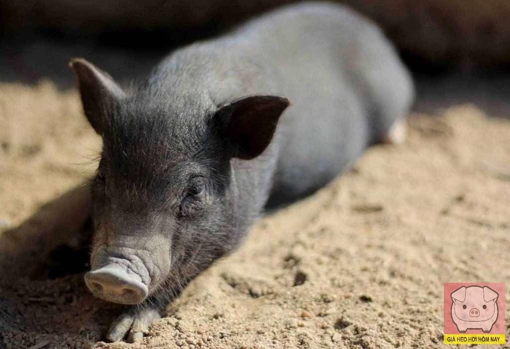 Giá heo hơi hôm nay 12/11/2025: Miền Bắc tiếp tục giảm nhẹ