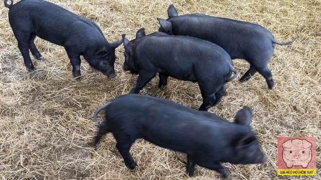 Giá heo hơi hôm nay 12/11/2025: Miền Bắc tiếp tục giảm nhẹ