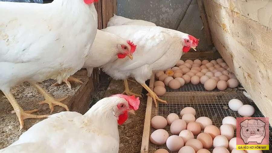 Bí quyết nuôi gà đẻ sai trứng quanh năm, ít bệnh và khỏe mạnh