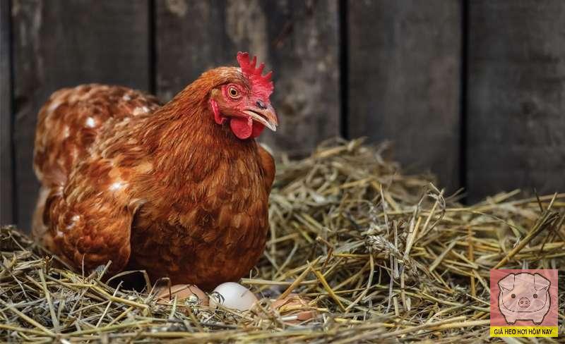 Bí quyết nuôi gà đẻ sai trứng quanh năm, ít bệnh và khỏe mạnh