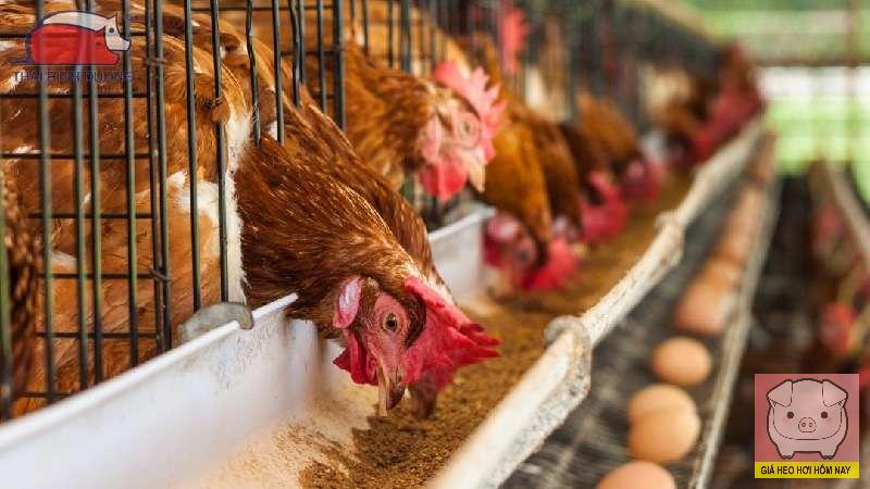 Bí quyết nuôi gà đẻ sai trứng quanh năm, ít bệnh và khỏe mạnh